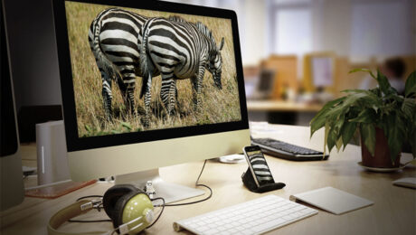 my-zebra